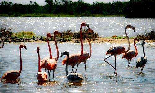 Руины майя Эк Балам и заповедник Рио Лагартос
